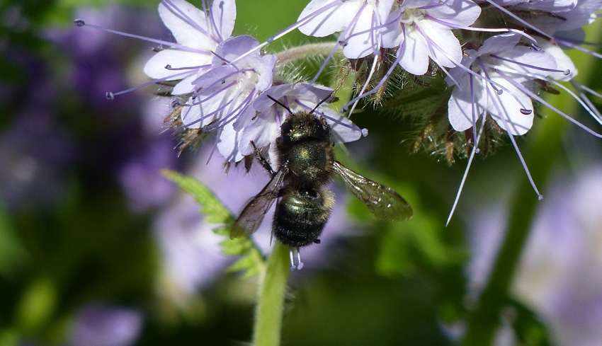 Blue orchard bee