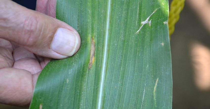 a relatively small disease lesion, likely gray leaf spot, on a corn leaf