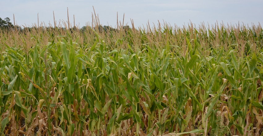 closeup of corn field