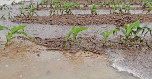 DFP-Staff-Rain-Flooded-Corn.jpg