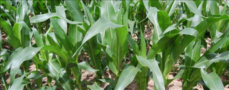 michigan_corn_soybean_prices_improve_1_636057472656556000.jpg
