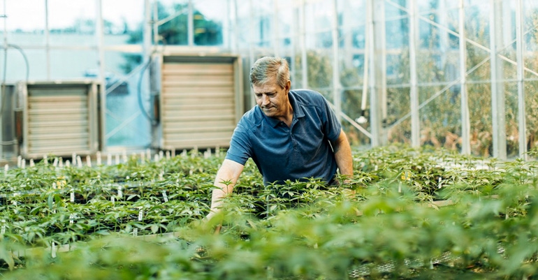 A researcher checks on plants at Cornell University's industrial hemp germplasm repository A researcher checks on plants at Cornell University's industrial hemp germplasm repository
