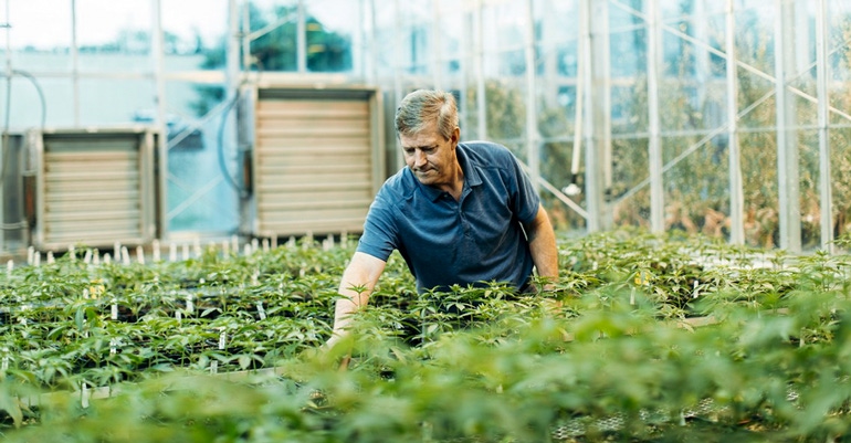 A researcher checks on plants at Cornell University's industrial hemp germplasm repository