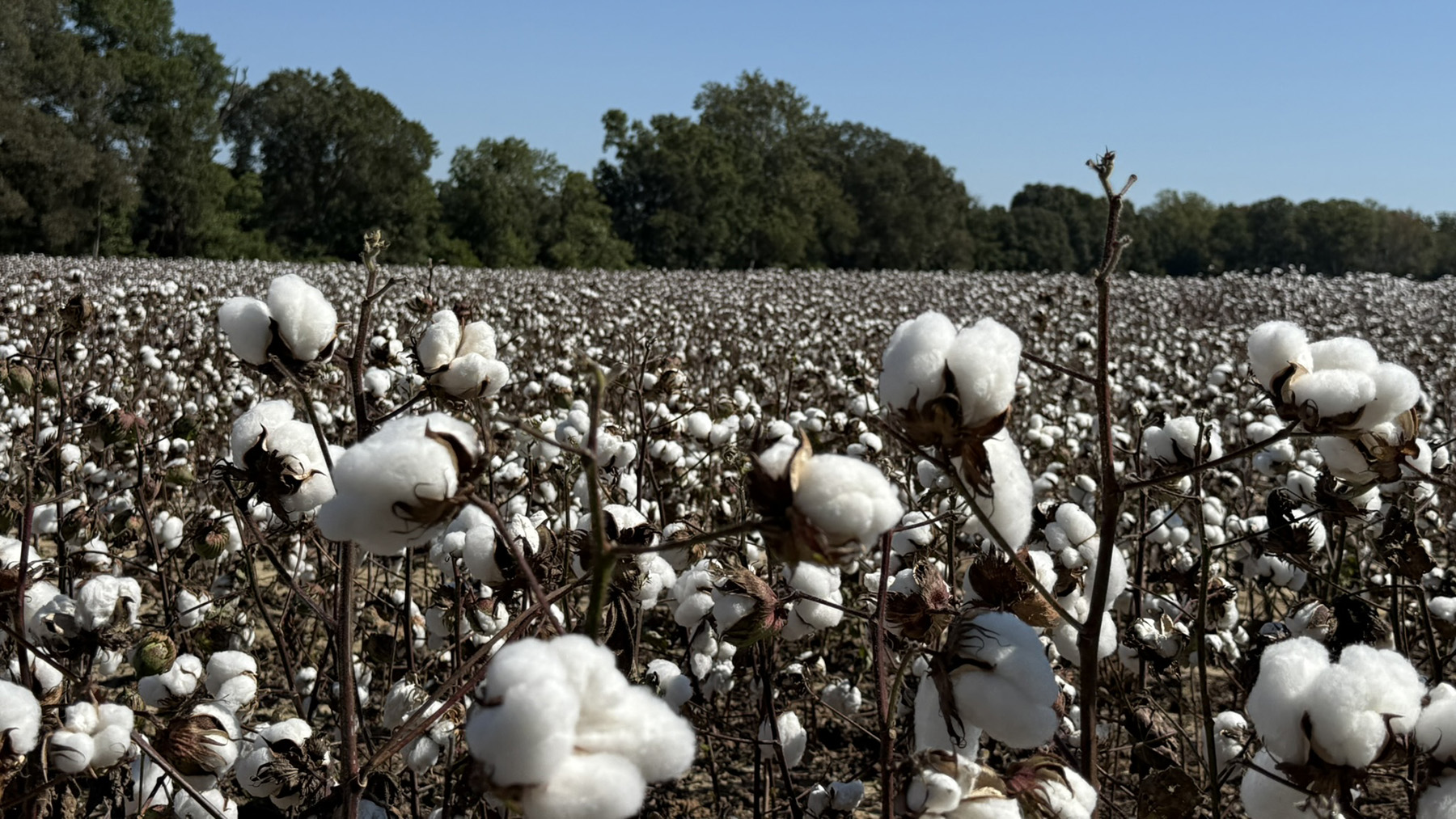 Cotton grows in a field.
