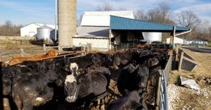 A herd of cattle in a feedlot