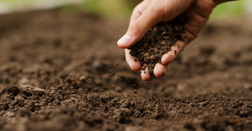 Hand checking soil on ground