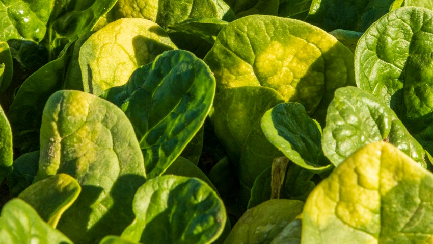 Downy mildew in spinach