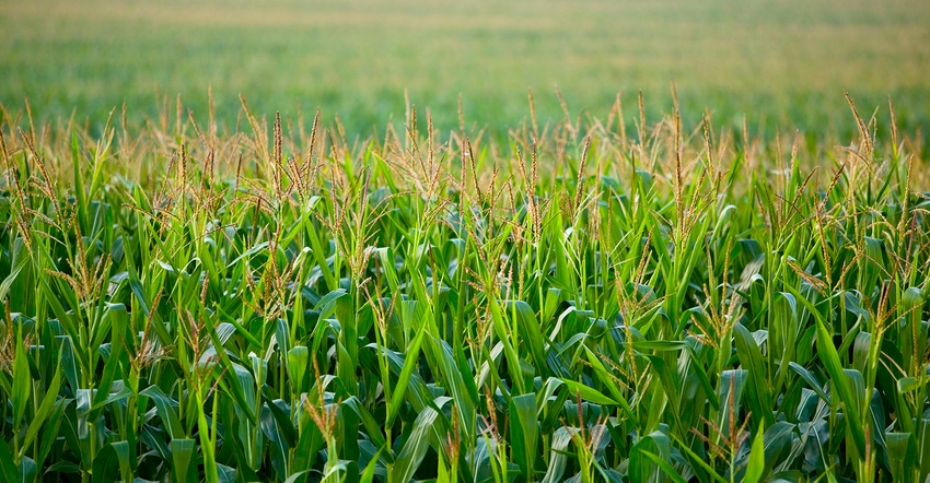 Corn field at pollination Corn field at pollination