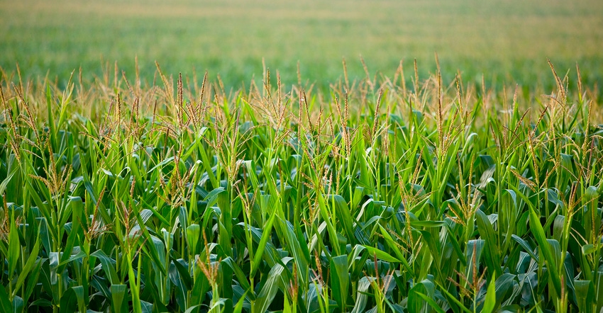 Corn field at pollination