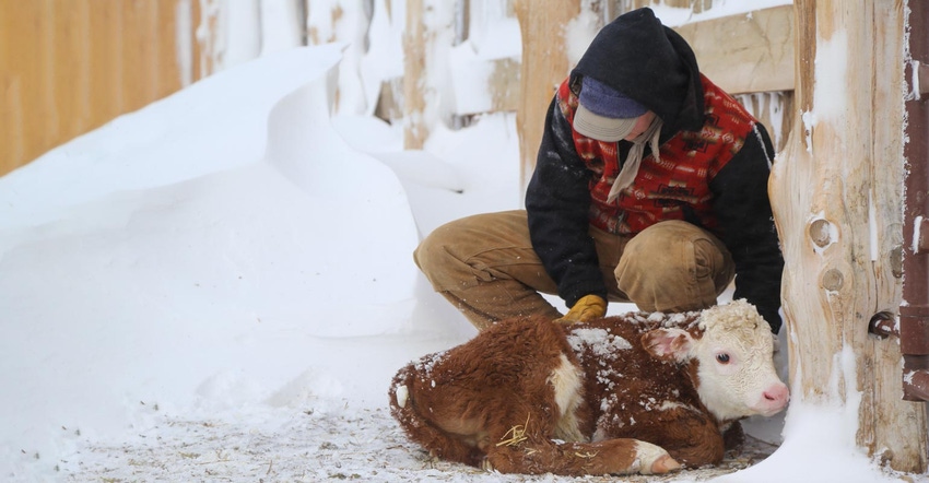 A man crouched over to take care of a calf during a snow storm