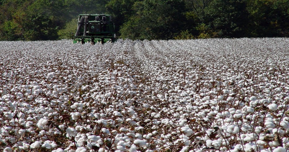 A lot of Florida cotton still left in field