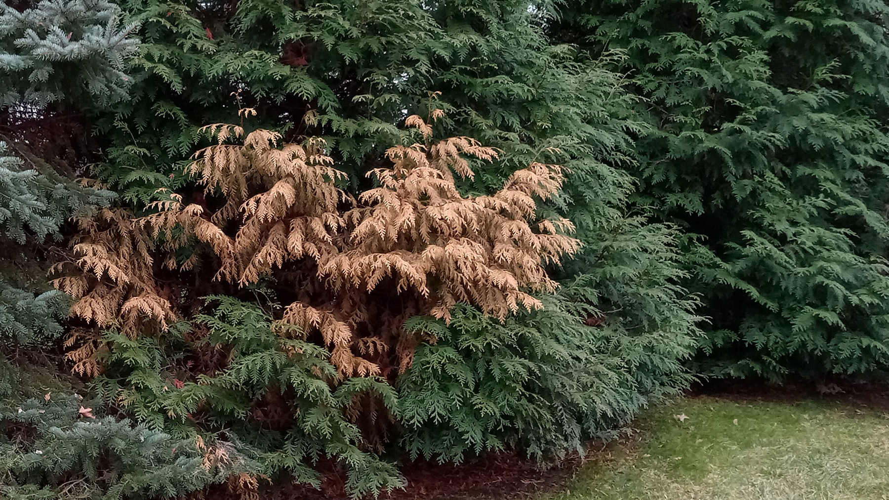 5 causes of brown branches on arborvitae