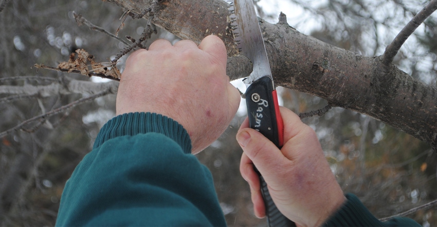 Hand saw cutting a branch