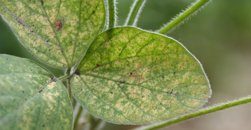 damage from two-spotted spider mite on soybean leaf