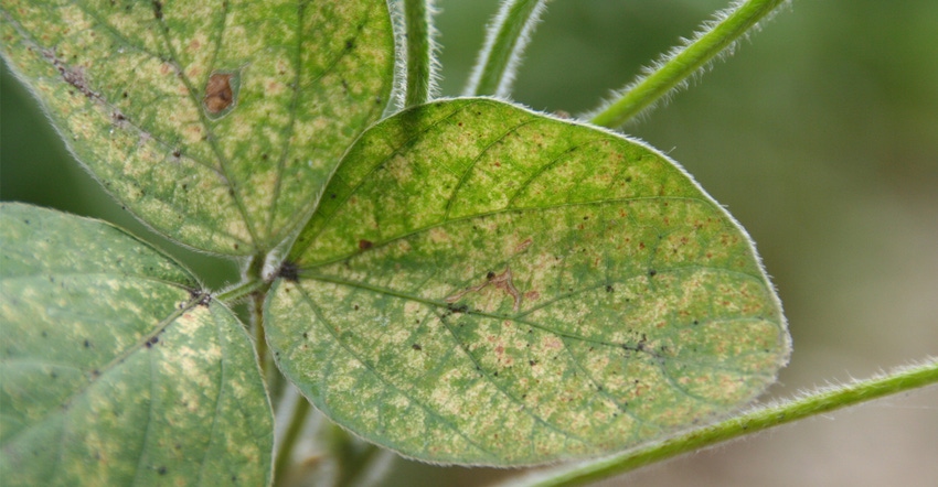 damage from two-spotted spider mite on soybean leaf damage from two-spotted spider mite on soybean leaf
