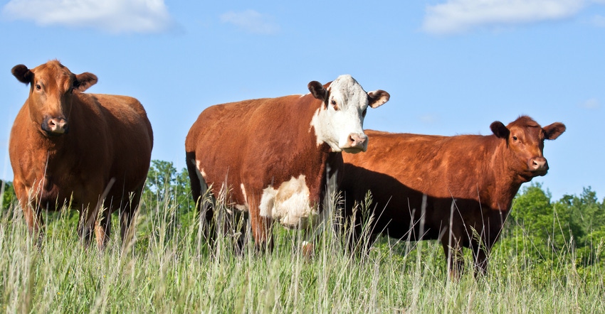 Cattle in field