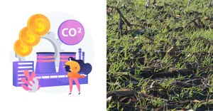 carbon-credit-cover-crops.jpg
