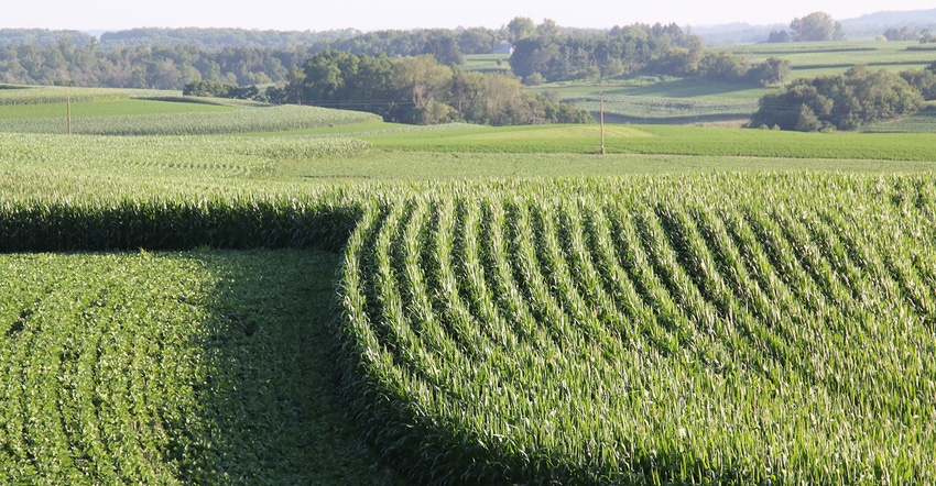 green soybean and corn fields with trees on horizon
