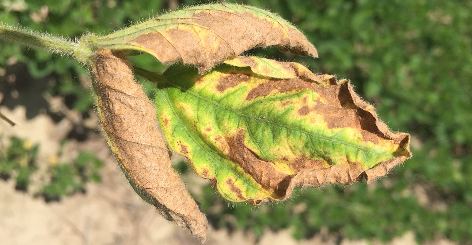 fusarium-wilt-shows-up-in-soybeans