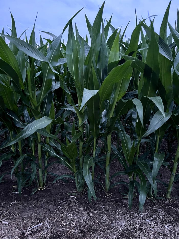 missouri-corn-crop-0617F1-2059B.JPEG