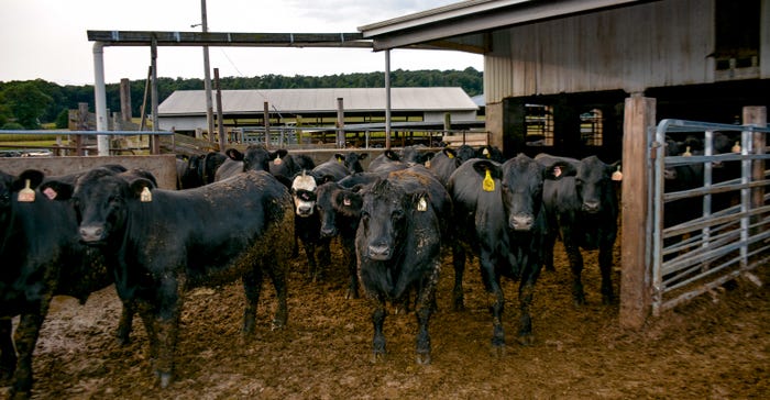Cattle at Cedar Meadow Meats, Chester County, Pa.