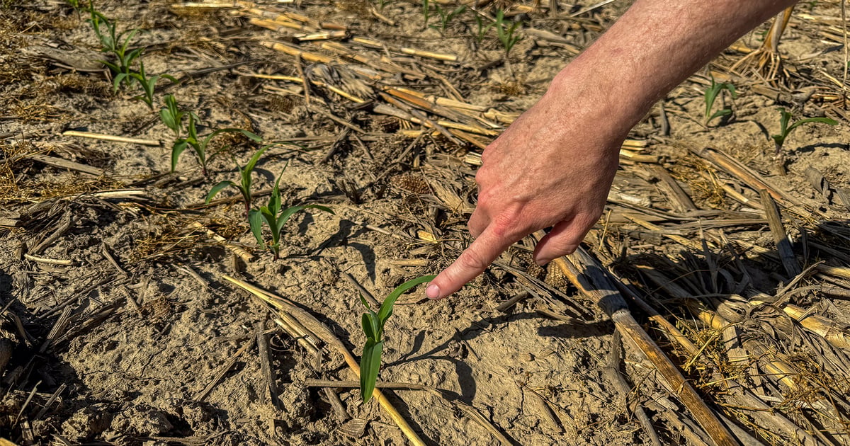Control corn input costs beyond planting