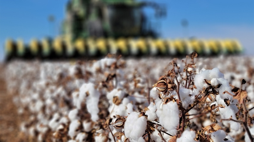 Texas is No. 1 in U.S. cotton production, and the farmers need your support