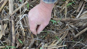 Cereal rye sprouting through soil