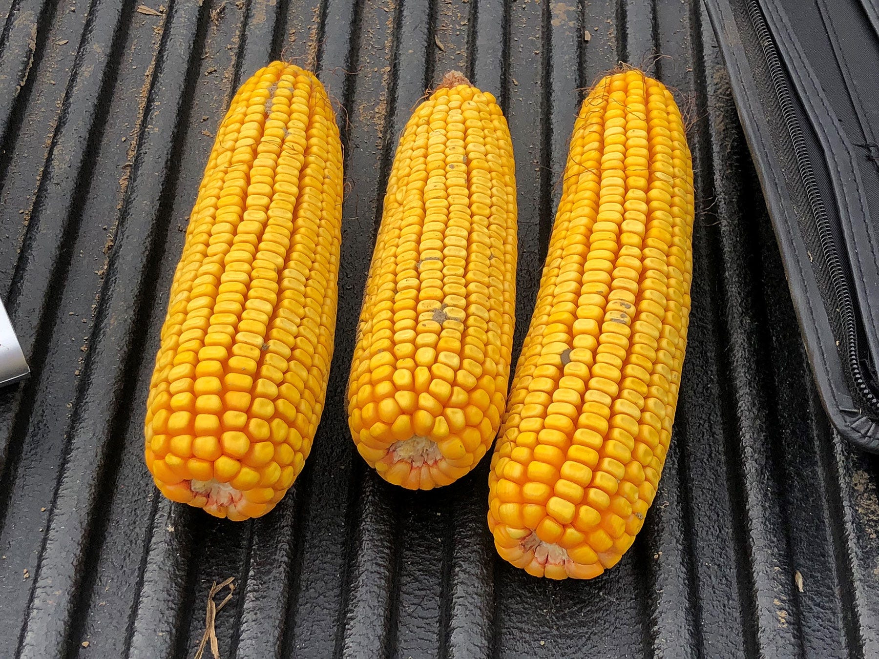 3 shucked ears of corn lying in a row