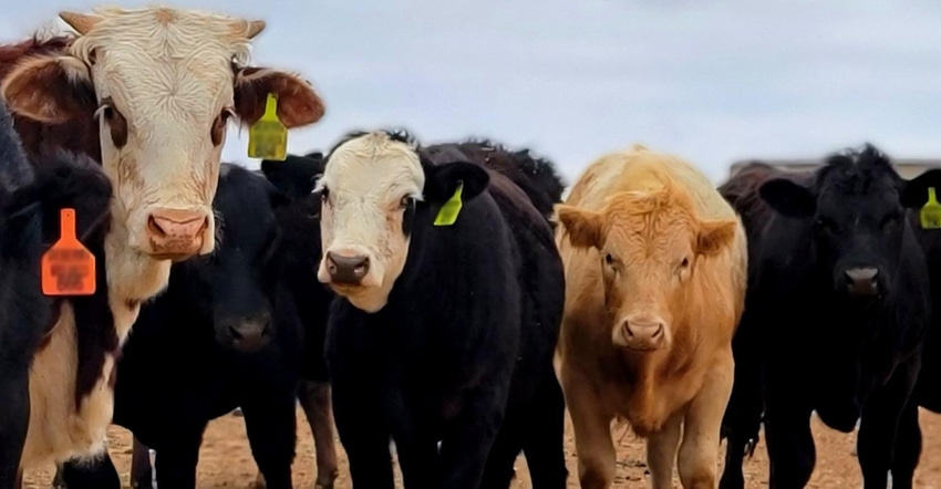 swfp-shelley-huguley-21-livestock.jpg swfp-shelley-huguley-21-livestock.jpg