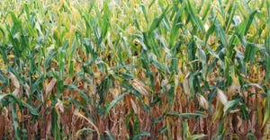 closeup of corn stalks