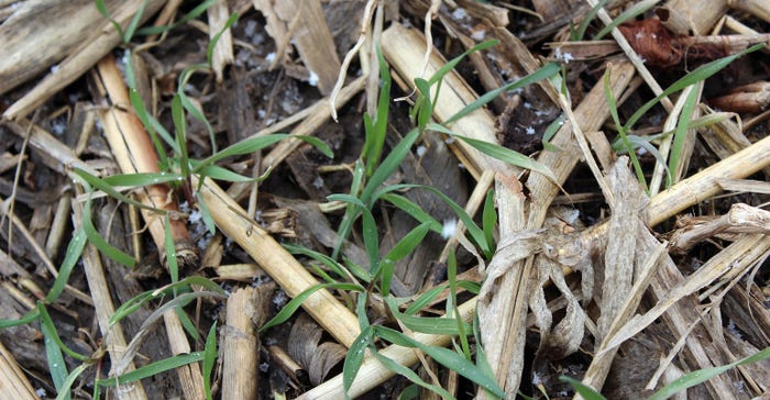 cereal rye cover crop
