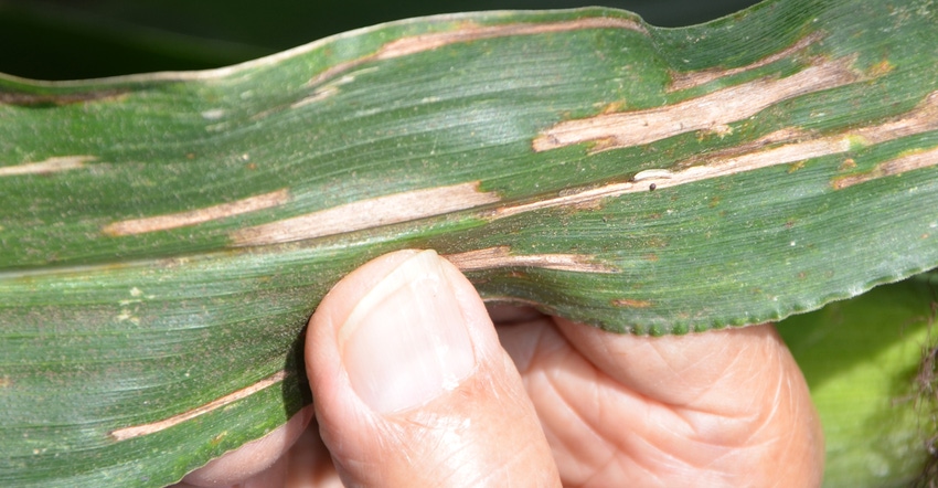 finger pointing to gray leaf spot lesions