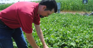  Jeff Bradshaw, inspects dry bean test plots at the Panhandle Research and Extension Center at Scottsbluff
