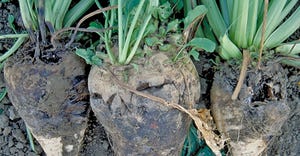 unharvested beets infected with Rhizoctonia