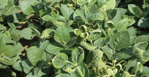  Dicamba herbicide drift injury to non-dicamba resistant soybean varieties in Iowa in 2020 