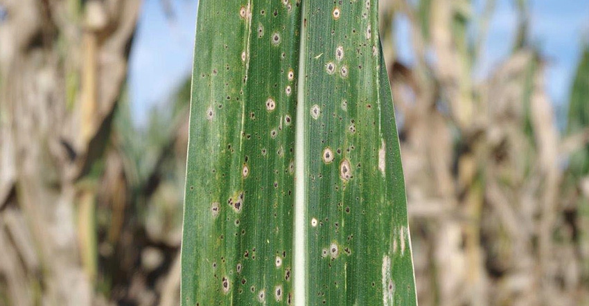 corn leaves showing signs of corn tar spot 