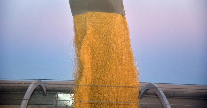 grain pouring from auger