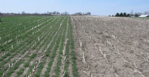 Cover crops in corn and soybean 