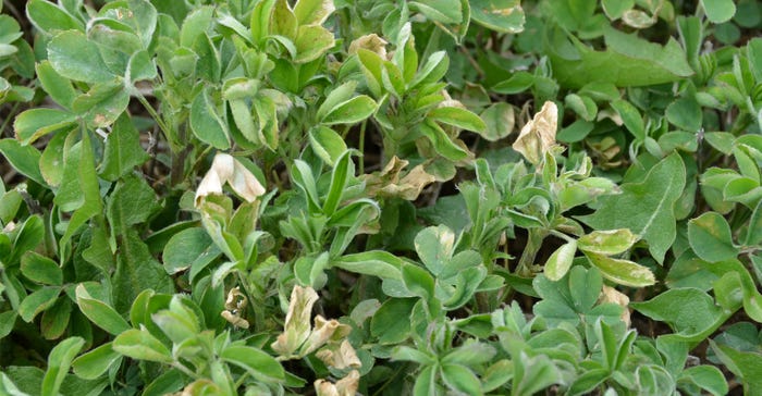 Light frost injury to alfalfa  turns some of the leaves a tan color
