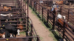 cattle in feedlot