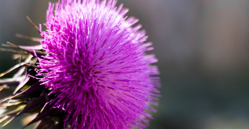 Thistle