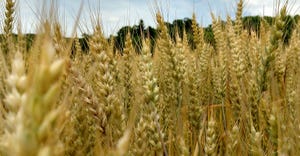 Close up of a field of healthy wheat