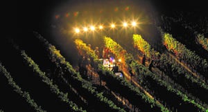 Nighttime wine grape harvest