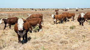 cows grazing in a dry field