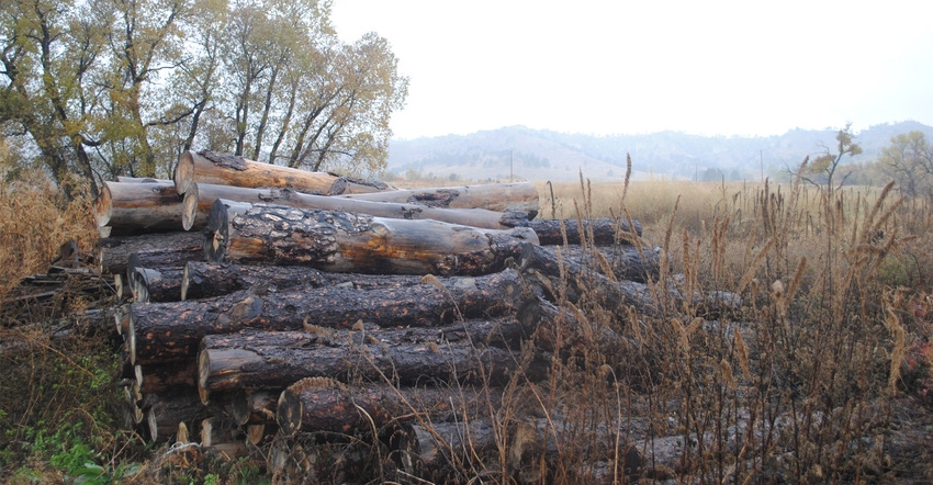 logs in a pile in field
