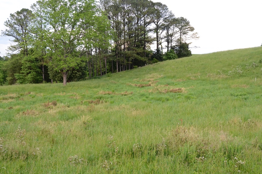 A pasture with diverse forage and trees.