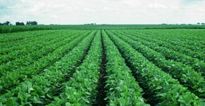 Rows of crop in a field