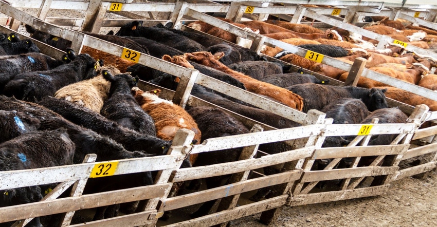 11-22-21 cattle at auction_0.jpg 11-22-21 cattle at auction_0.jpg
