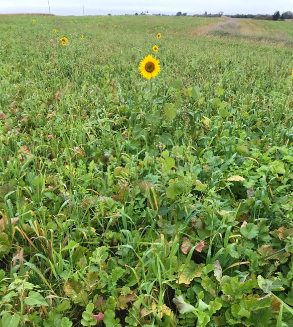 The cover crop mix of turnips, radishes, Austrian winter peas, sunflowers, red clover, soybeans, oats and spring barley is flourishing in early October 2018. 